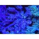 WYSIWYG Goniopora Yellow Mouth 19E1