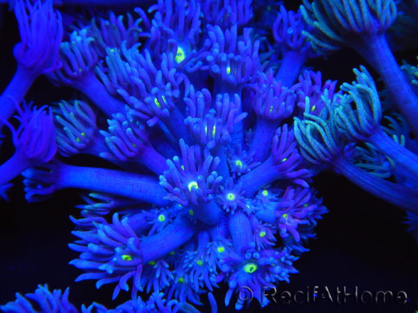 WYSIWYG Goniopora Yellow Mouth 19E2
