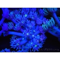WYSIWYG Goniopora Yellow Mouth 19E2