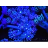 WYSIWYG Goniopora Yellow Mouth 19E2