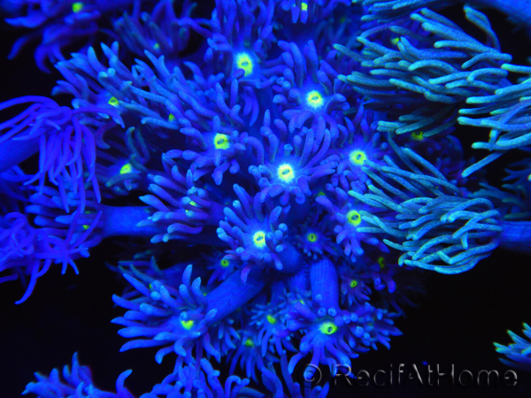 WYSIWYG Goniopora Yellow Mouth 19E3