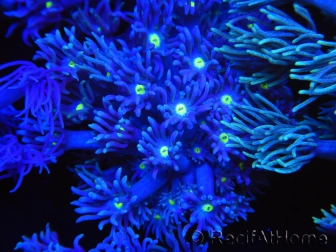 WYSIWYG Goniopora Yellow Mouth 19E3
