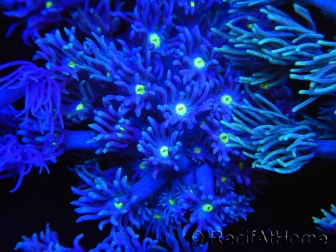 WYSIWYG Goniopora Yellow Mouth 19E3