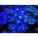 WYSIWYG Goniopora Yellow Mouth 19E3