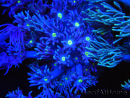 WYSIWYG Goniopora Yellow Mouth 19E3