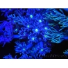 WYSIWYG Goniopora Yellow Mouth 19E3