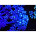 WYSIWYG Goniopora Yellow Mouth 19E4
