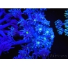 WYSIWYG Goniopora Yellow Mouth 19E4
