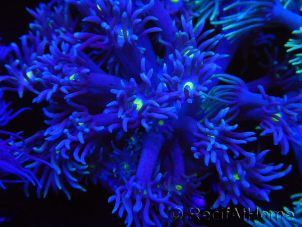 WYSIWYG Goniopora Yellow Mouth 19E5