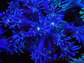 WYSIWYG Goniopora Yellow Mouth 19E5