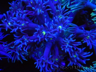 WYSIWYG Goniopora Yellow Mouth 19E5