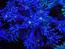 WYSIWYG Goniopora Yellow Mouth 19E5