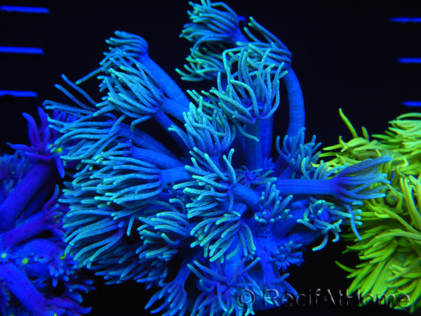 WYSIWYG Goniopora Yellow Tentacle 19F1