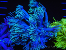 WYSIWYG Goniopora Yellow Tentacle 19F1