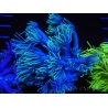 WYSIWYG Goniopora Yellow Tentacle 19F1