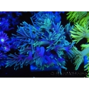 WYSIWYG Goniopora Yellow Tentacle 19F2