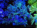 WYSIWYG Goniopora Yellow Tentacle 19F2