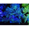 WYSIWYG Goniopora Yellow Tentacle 19F2