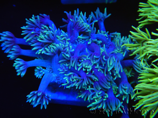 WYSIWYG Goniopora Yellow Tentacle 19F3