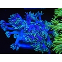 WYSIWYG Goniopora Yellow Tentacle 19F3