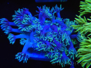 WYSIWYG Goniopora Yellow Tentacle 19F3