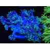 WYSIWYG Goniopora Yellow Tentacle 19F3