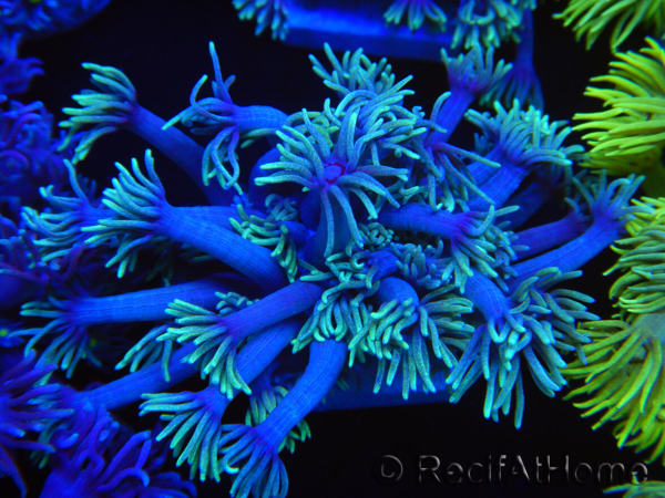 WYSIWYG Goniopora Yellow Tentacle 19F4