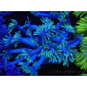 WYSIWYG Goniopora Yellow Tentacle 19F4
