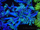 WYSIWYG Goniopora Yellow Tentacle 19F4