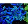 WYSIWYG Goniopora Yellow Tentacle 19F4