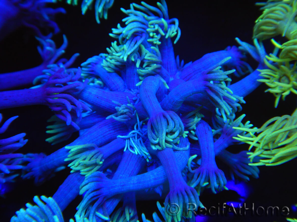 WYSIWYG Goniopora Yellow Tentacle 19F5