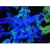 WYSIWYG Goniopora Yellow Tentacle 19F5