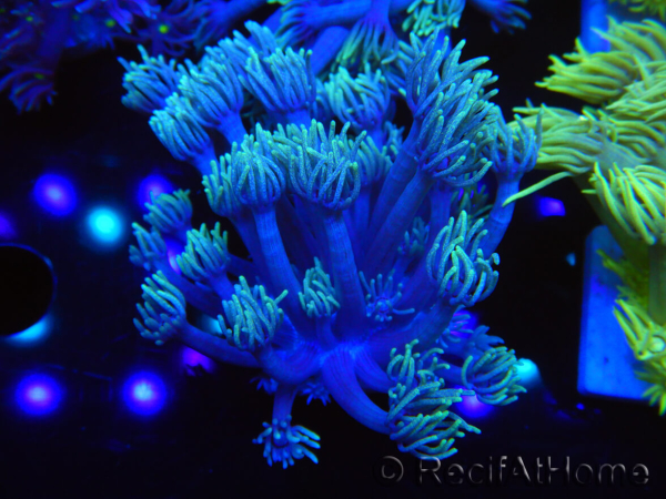 WYSIWYG Goniopora Yellow Tentacle 19F6