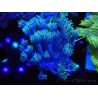 WYSIWYG Goniopora Yellow Tentacle 19F6