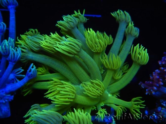 WYSIWYG Goniopora Neon Stabilo 19G1