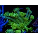 WYSIWYG Goniopora Neon Stabilo 19G1