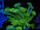 WYSIWYG Goniopora Neon Stabilo 19G1