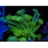WYSIWYG Goniopora Neon Stabilo 19G1