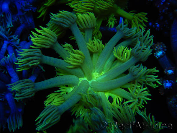 WYSIWYG Goniopora Neon Stabilo 19G2