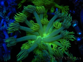 WYSIWYG Goniopora Neon Stabilo 19G2