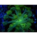 WYSIWYG Goniopora Neon Stabilo 19G2