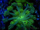 WYSIWYG Goniopora Neon Stabilo 19G2