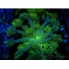 WYSIWYG Goniopora Neon Stabilo 19G2