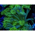 WYSIWYG Goniopora Yellow Spotted 19G3