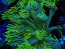 WYSIWYG Goniopora Yellow Spotted 19G3