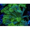WYSIWYG Goniopora Yellow Spotted 19G3