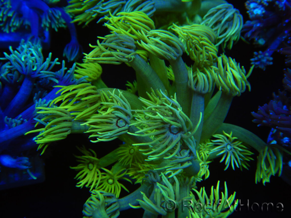 WYSIWYG Goniopora Yellow Spotted 19G4