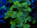 WYSIWYG Goniopora Yellow Spotted 19G4