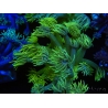 WYSIWYG Goniopora Yellow Spotted 19G4