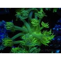 WYSIWYG Goniopora Yellow Spotted 19G5